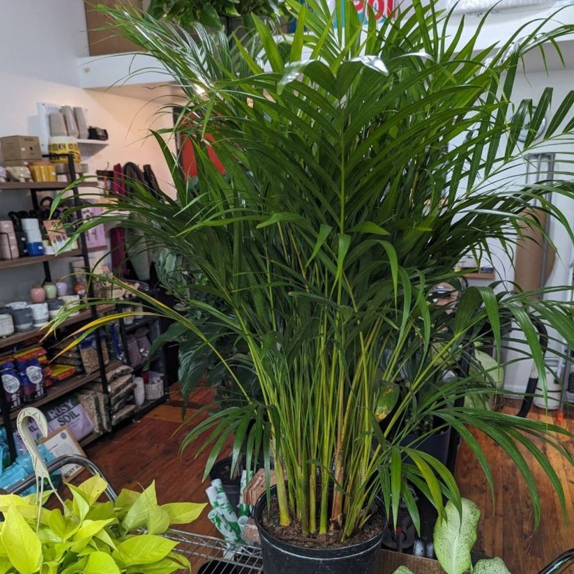 Dypsis lutescens - Areca Palm - Floor Plant - Ed's Plant Shop
