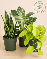 Three potted houseplants arranged together on a light wood surface against a warm beige background. The bundle includes a snake plant in a dark green pot, a variegated green and white leafy plant in a dark green pot, and a bright yellow-green trailing vine in a dark green pot.