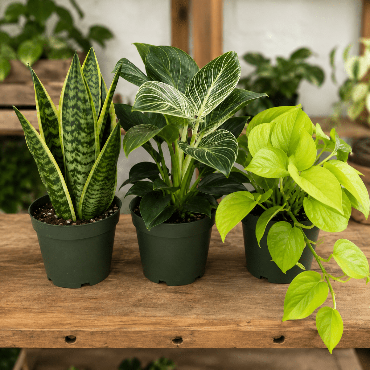 Easy-care houseplant trio with Neon Pothos, Philodendron Birkin and Snake Plant