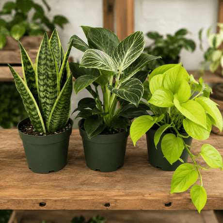 Easy-care houseplant trio with Neon Pothos, Philodendron Birkin and Snake Plant