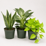 Three potted houseplants in dark green plastic nursery pots on a clean white studio background: a snake plant with upright variegated leaves, a leafy green plant with broad white-edged leaves, and a bright green trailing pothos plant.