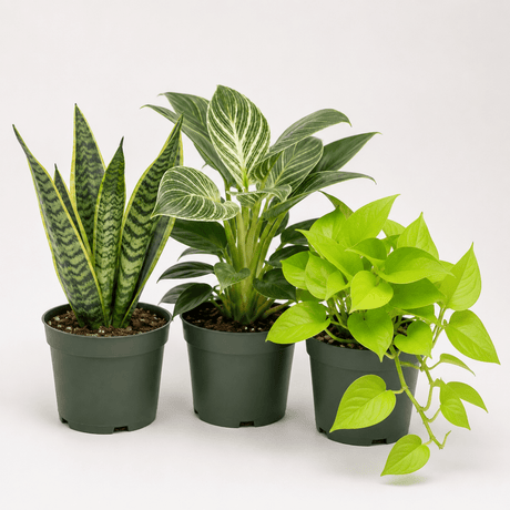 Three potted houseplants in dark green plastic nursery pots on a clean white studio background: a snake plant with upright variegated leaves, a leafy green plant with broad white-edged leaves, and a bright green trailing pothos plant.