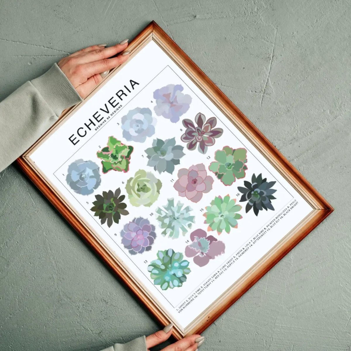 Echeveria Species ID Chart - Houseplant Succulent Art Print – Ed's