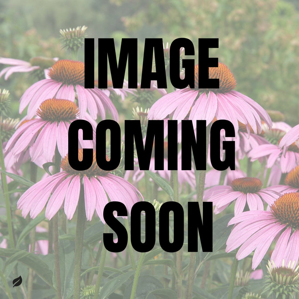 Echinacea purpurea - Purple Cone Flower - NYC Local Pickup & Delivery Only - Ed's Plant Shop