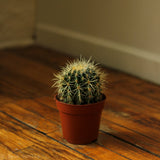 Echinocactus Grusonii ‘Golden Barrel Cactus’ - 5 Inch - Ed's Plant Shop