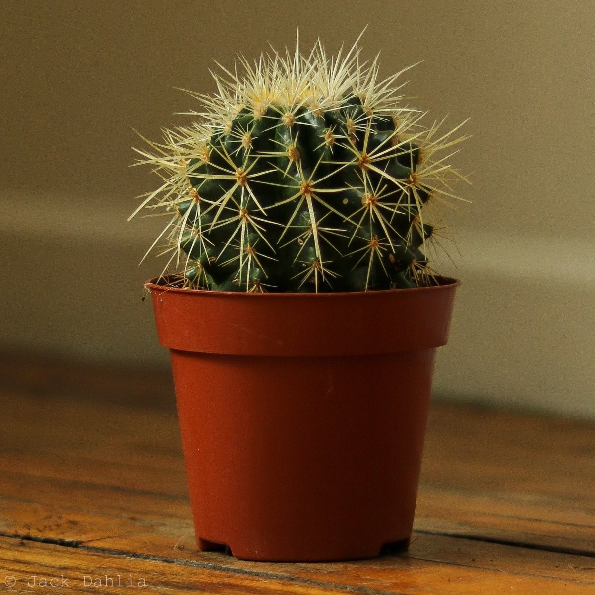 Echinocactus Grusonii ‘Golden Barrel Cactus’ - 5 Inch - Ed's Plant Shop