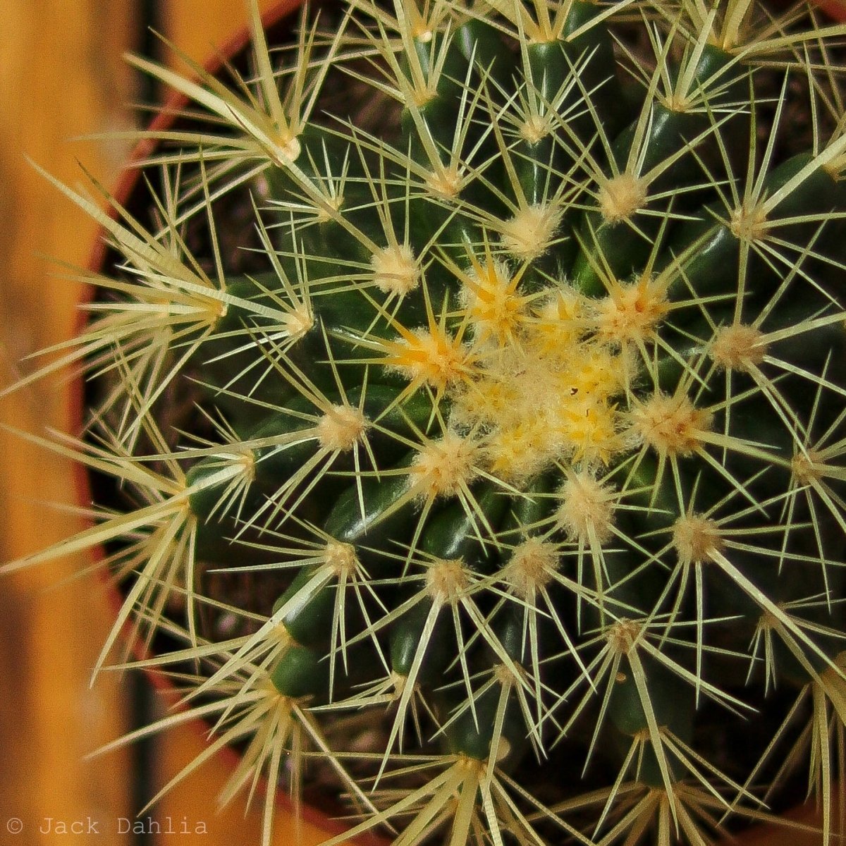 Echinocactus Grusonii ‘Golden Barrel Cactus’ - 5 Inch - Ed's Plant Shop