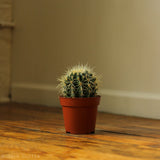 Echinocactus Grusonii ‘Golden Barrel Cactus’ - 5 Inch - Ed's Plant Shop