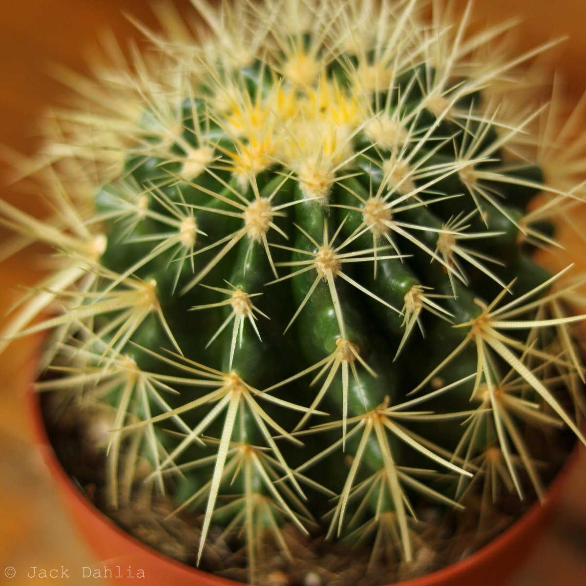 Echinocactus Grusonii ‘Golden Barrel Cactus’ - 5 Inch - Ed's Plant Shop