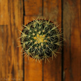 Echinocactus Grusonii ‘Golden Barrel Cactus’ - 5 Inch - Ed's Plant Shop