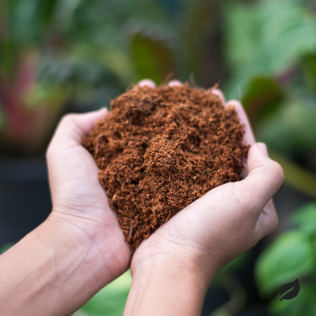 Coco Coir Brick - Sustainable Soil Alternative | Ed's Plant Shop