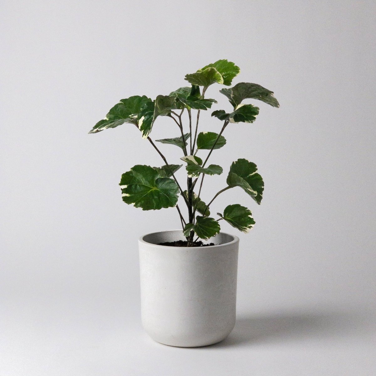 Eco - Friendly White Stone Planter Pot 4.75 Inch - Ed's Plant Shop