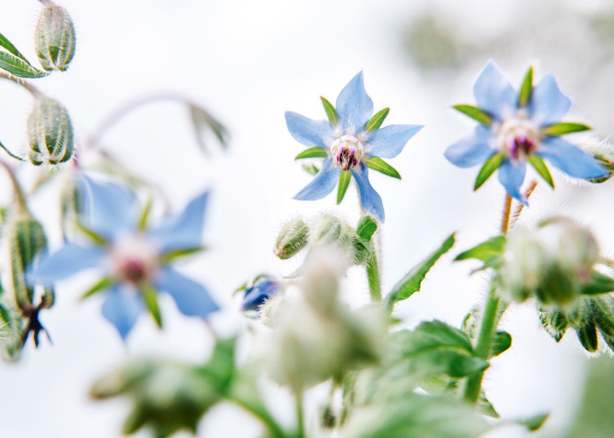 Edible Petals - Seed Collection - Ed's Plant Shop