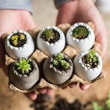 Eggshell - Shaped Planters in Egg Crate - Ed's Plant Shop