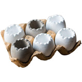 Eggshell - Shaped Planters in Egg Crate - Ed's Plant Shop