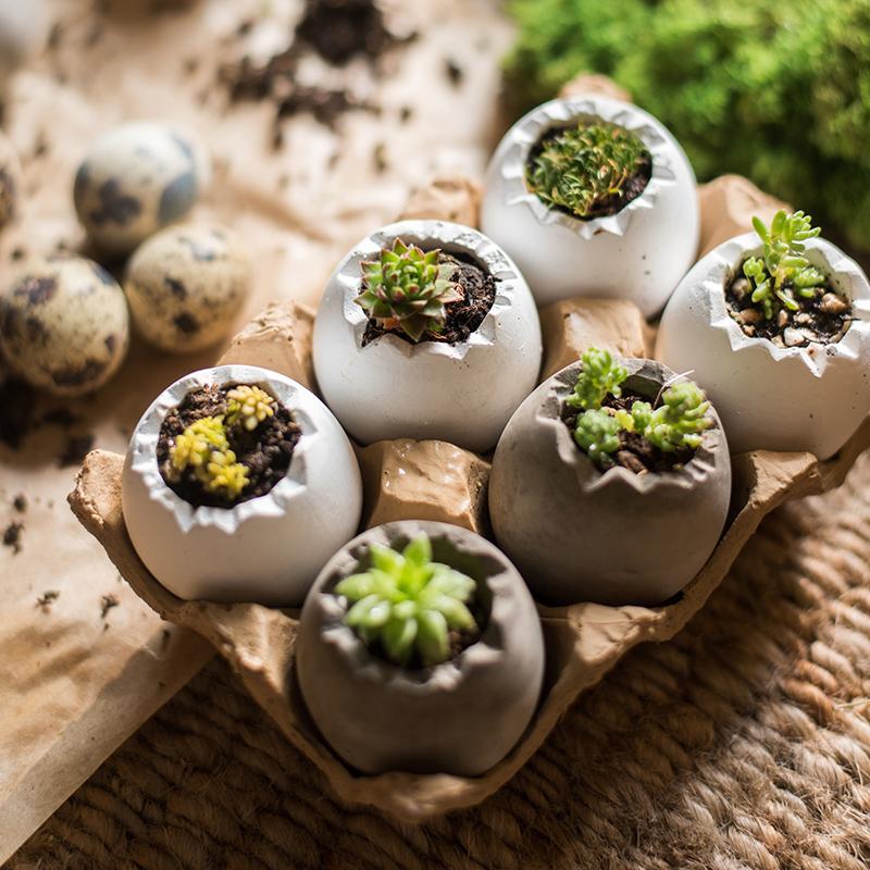 Eggshell - Shaped Planters in Egg Crate - Ed's Plant Shop