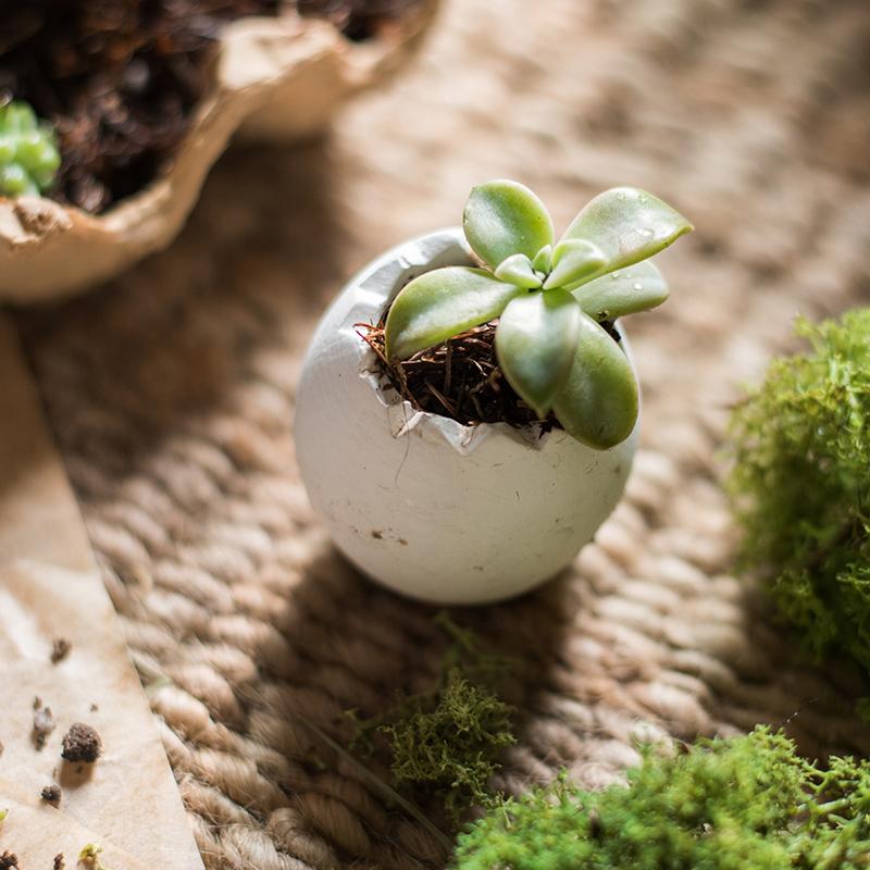 Eggshell - Shaped Planters in Egg Crate - Ed's Plant Shop