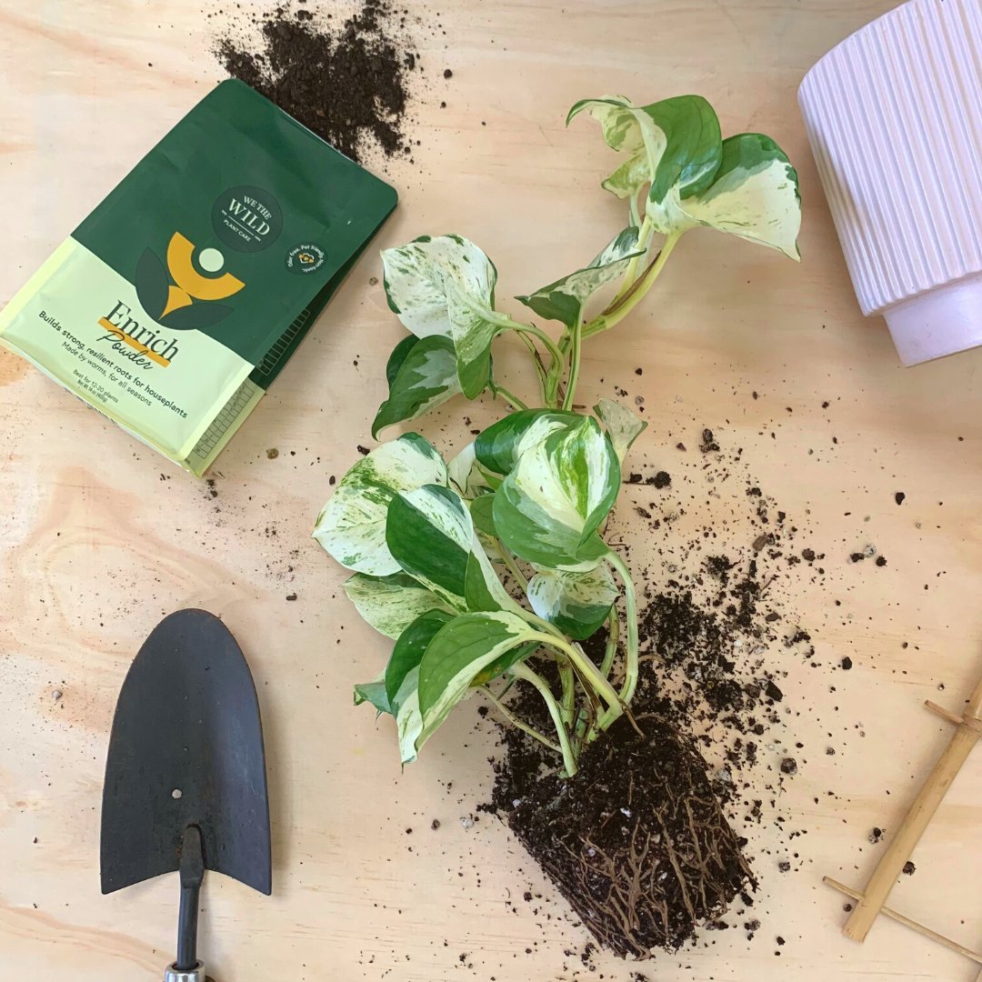 Enrich Powder - Thumbnail 4