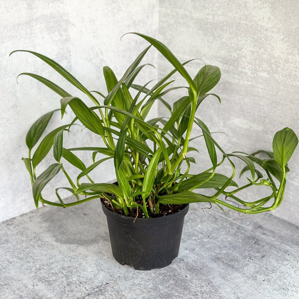 Epipremnum amplissimum - Silver Streak Pothos - 6 Inch - Ed's Plant Shop