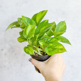 Epipremnum Aureum ‘Global Green’ - Global Green Pothos - Various Sizes - Ed's Plant Shop