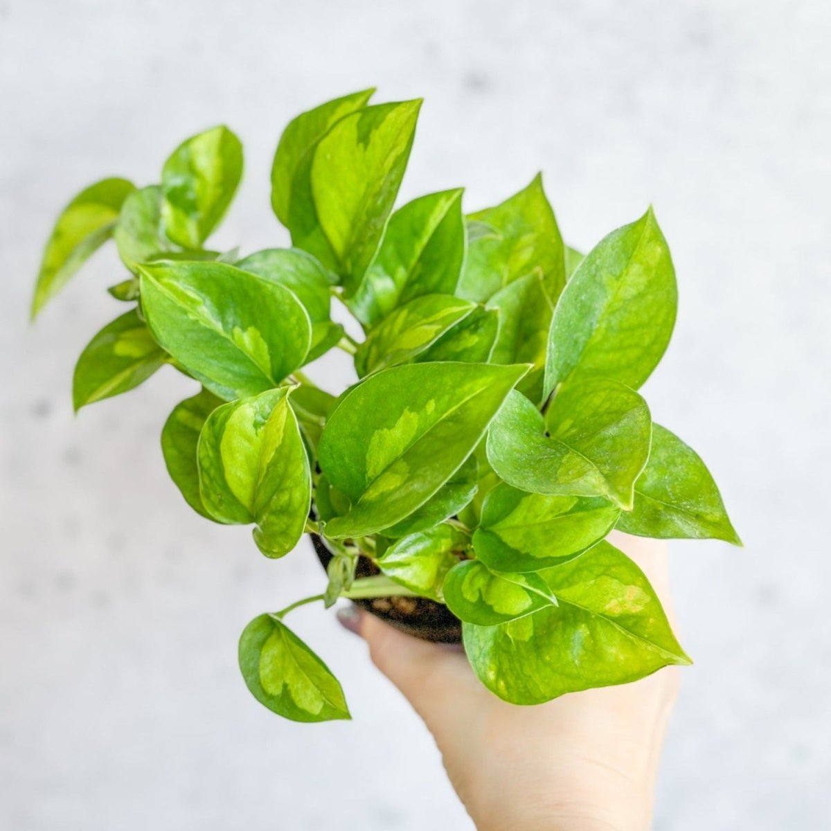 Epipremnum Aureum ‘Global Green’ - Global Green Pothos - Various Sizes - Ed's Plant Shop