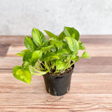 Epipremnum Aureum ‘Global Green’ - Global Green Pothos - Various Sizes - Ed's Plant Shop