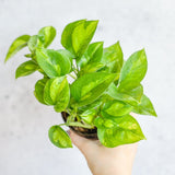 Epipremnum Aureum ‘Global Green’ - Global Green Pothos - Various Sizes - Ed's Plant Shop