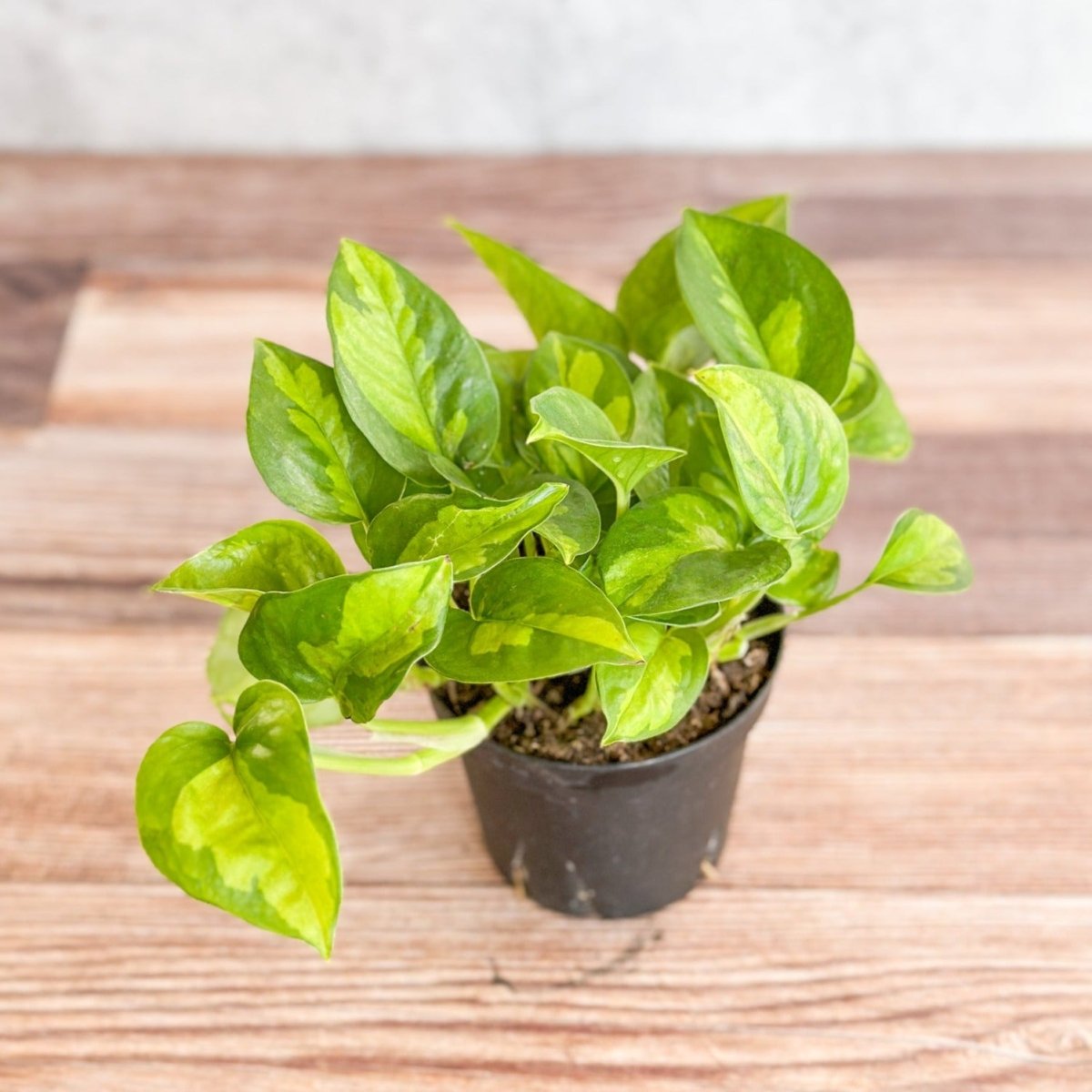 Epipremnum Aureum ‘Global Green’ - Global Green Pothos - Various Sizes - Ed's Plant Shop