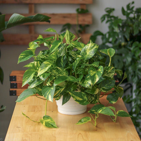 Epipremnum Aureum 'Golden Pothos' Hanging Basket 