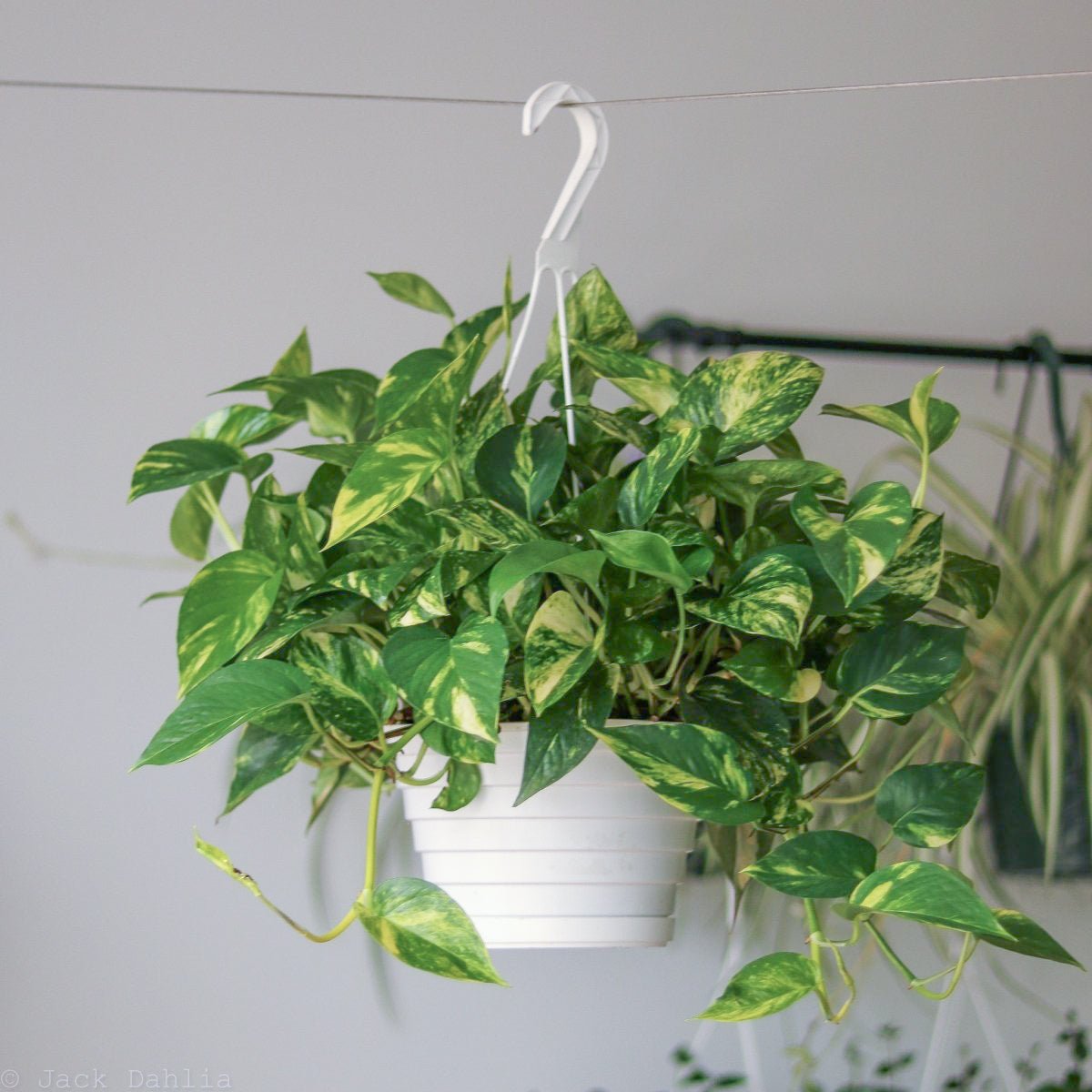 Epipremnum Aureum 'Golden Pothos' Hanging Basket - Various Sizes - Ed's Plant Shop