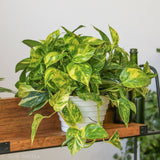 Epipremnum Aureum 'Golden Pothos' Hanging Basket - Various Sizes - Ed's Plant Shop