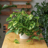 Epipremnum Aureum 'Golden Pothos' Hanging Basket - Various Sizes - Ed's Plant Shop