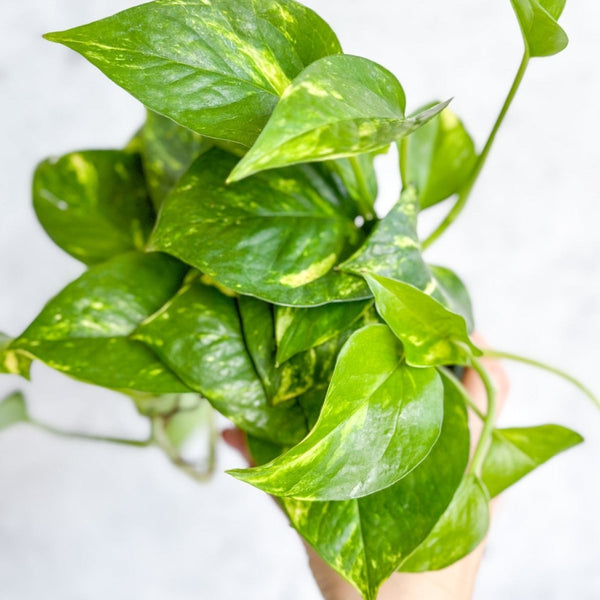 Close-up of Golden Pothos leaves with marbled green and yellow variegation in a nursery pot.
