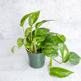 Epipremnum Aureum 'Golden Pothos' - Various Sizes - Ed's Plant Shop