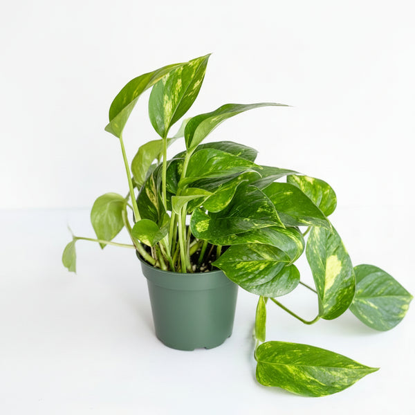 Golden Pothos plant with trailing green and yellow leaves in a green plastic pot on light surface.