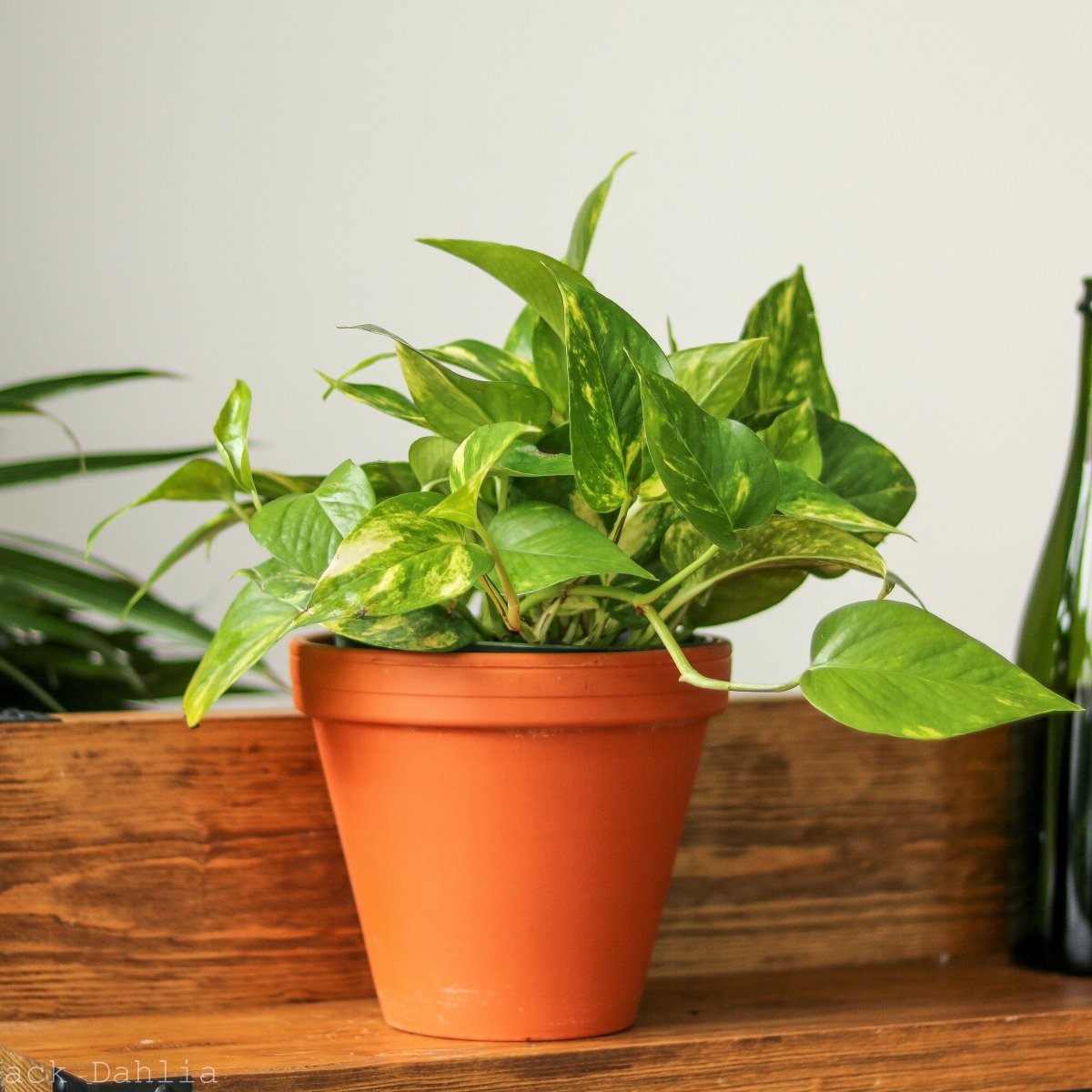 Epipremnum Aureum 'Golden Pothos' - Various Sizes - Ed's Plant Shop