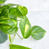 Epipremnum Aureum 'Golden Pothos' - Various Sizes - Ed's Plant Shop