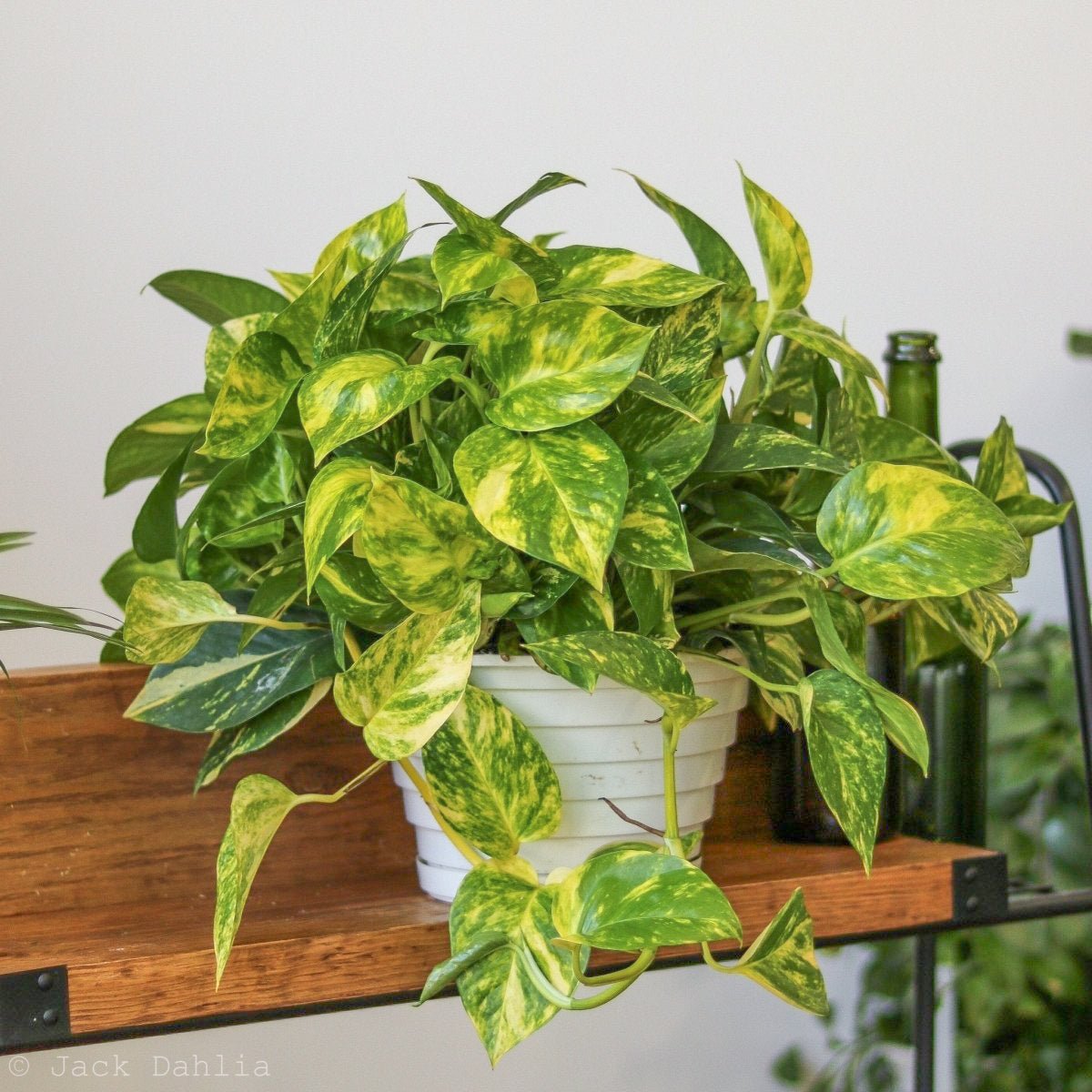 Epipremnum Aureum 'Golden Pothos' - Various Sizes - Ed's Plant Shop