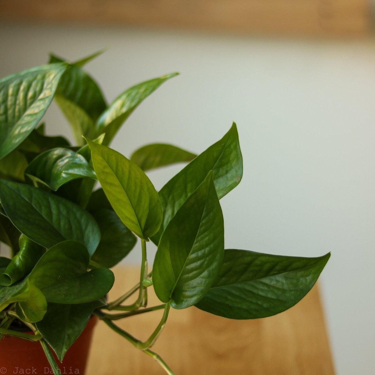 Epipremnum Aureum 'Jade Pothos' - Ed's Plant Shop