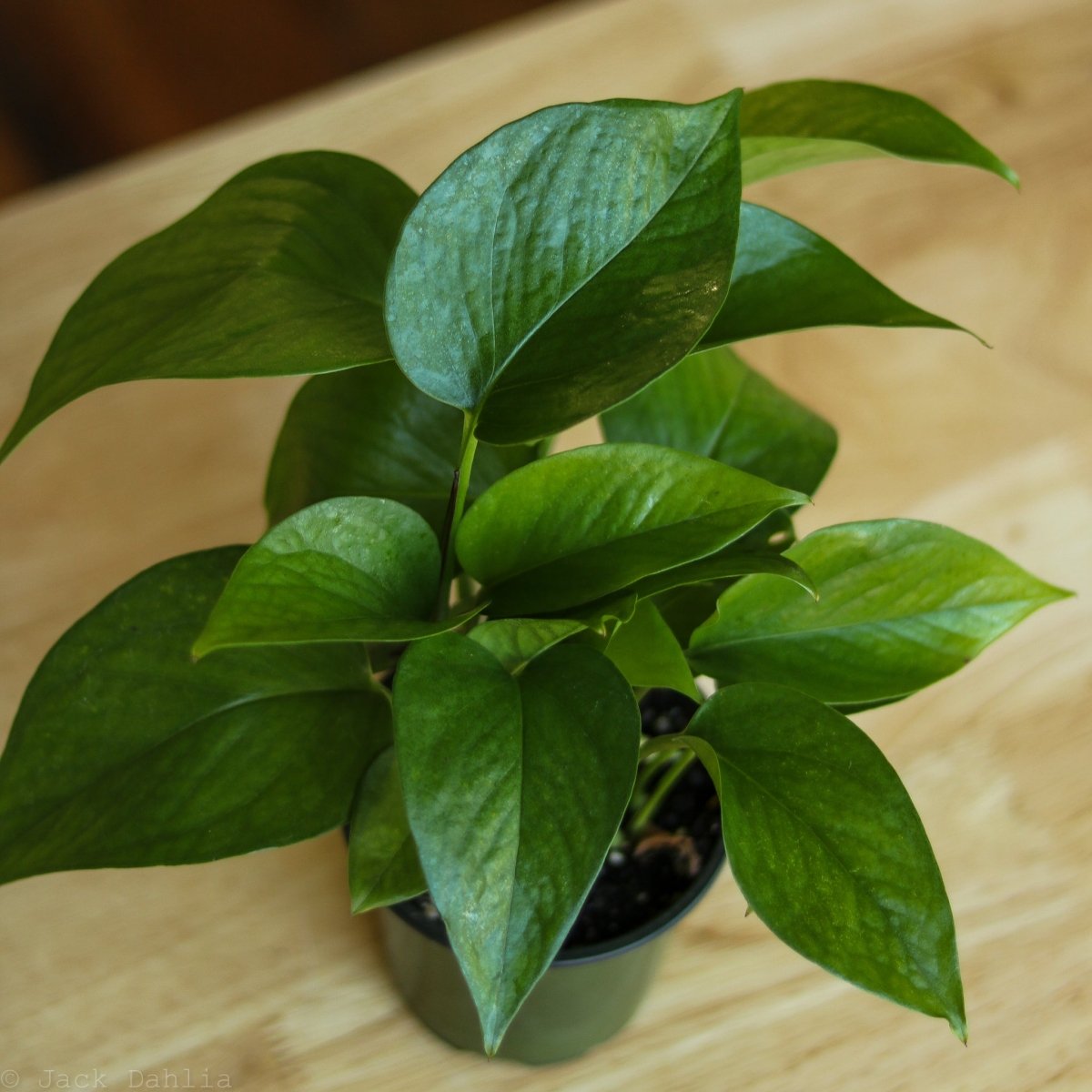 Epipremnum Aureum 'Jade Pothos' - Ed's Plant Shop