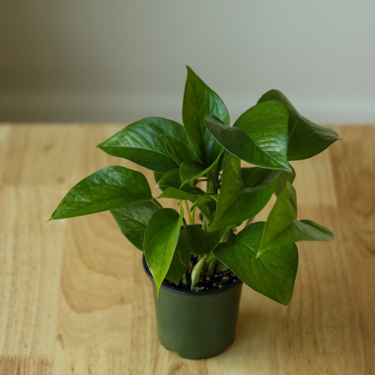 Epipremnum Aureum 'Jade Pothos' - Ed's Plant Shop