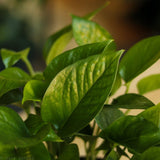 Epipremnum Aureum 'Jade Pothos' - Ed's Plant Shop