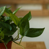 Epipremnum Aureum 'Jade Pothos' - Ed's Plant Shop