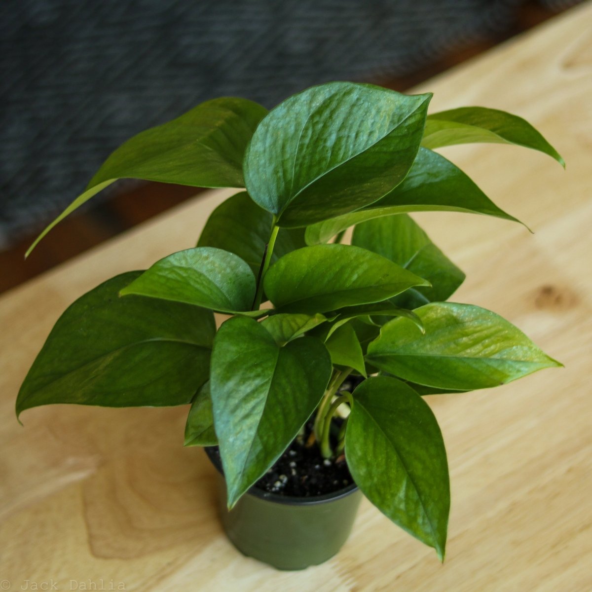 Epipremnum Aureum 'Jade Pothos' - Ed's Plant Shop