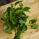 Epipremnum Aureum 'Jade Pothos' - Ed's Plant Shop