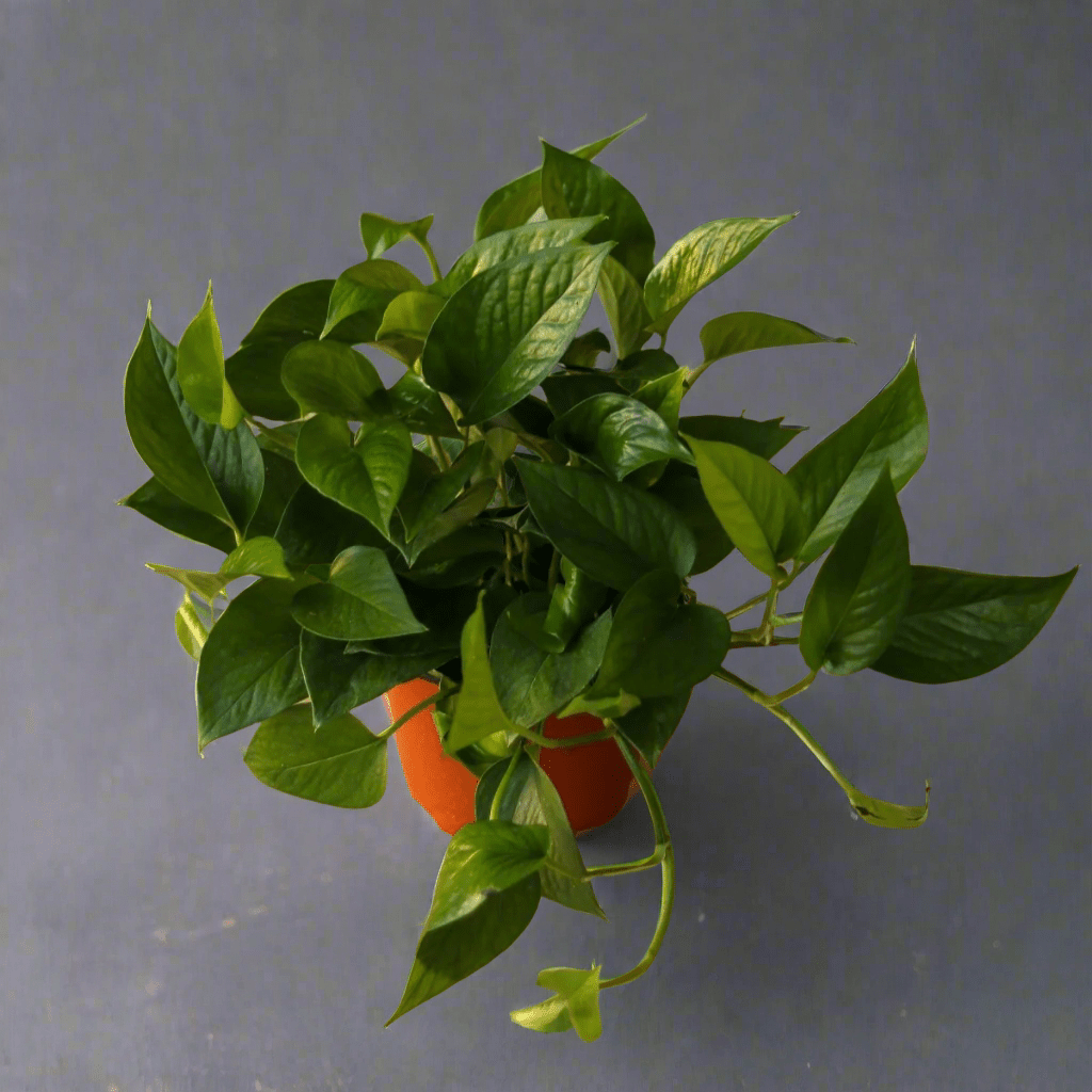 Ed's Plant Shop Epipremnum Aureum Pothos