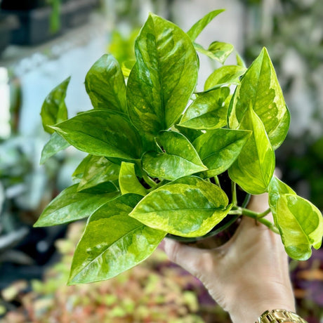 Epipremnum aureum 'Lizard Queen' - Lizard Queen Pothos - 4 Inch - Ed's Plant Shop