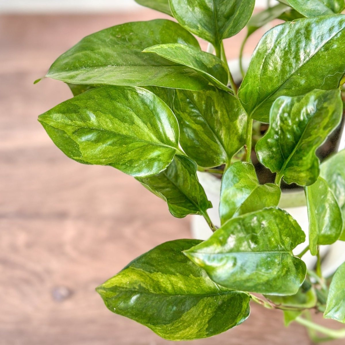 pothos sun queen Epipremnum aureum 'Lizard Queen'