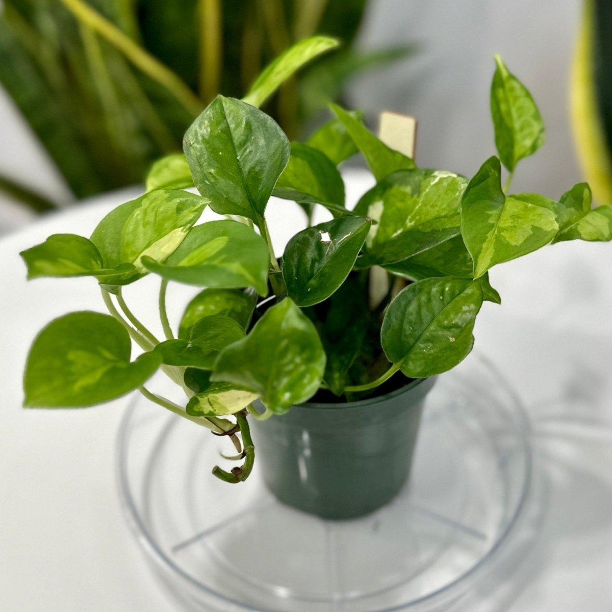 Epipremnum aureum 'Lizard Queen' - Lizard Queen Pothos - 4 Inch - Ed's Plant Shop