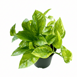 Epipremnum aureum 'Lizard Queen' Pothos - Ed's Plant Shop